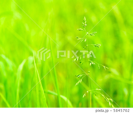 grass 5845702
