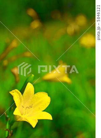 Yellow lily Yellow lily 5846121