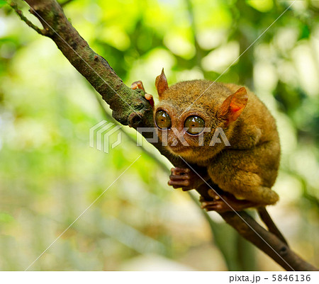 Tarsier 5846136