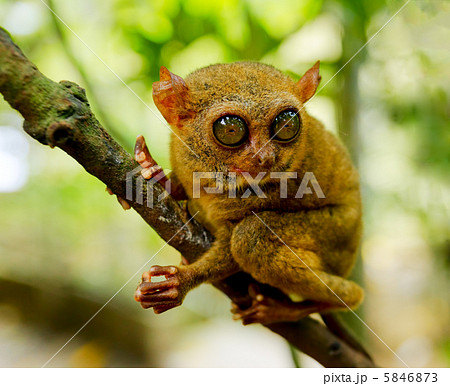 Tarsier 5846873