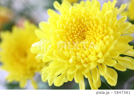菊 5847361