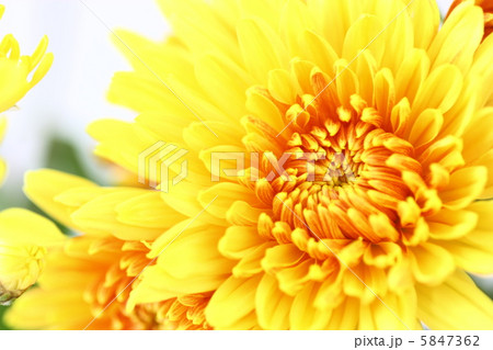 菊 5847362
