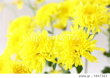 菊 5847363