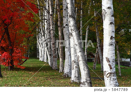 シラカバ並木 5847789