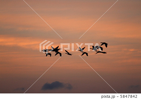 マガン マガン 5847842