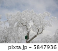 木に積もる雪 5847936
