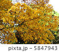 紅葉 5847943