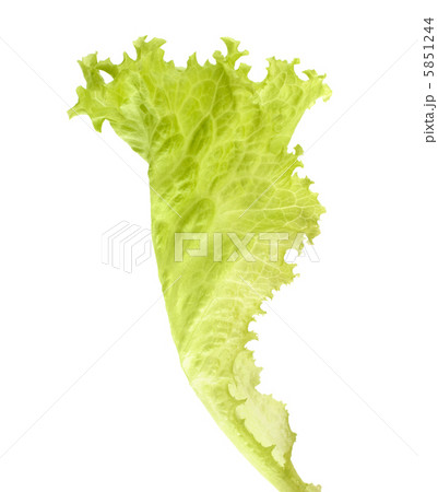Salad lettuce Salad lettuce 5851244