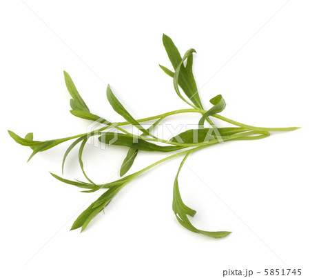 Tarragon spice 5851745