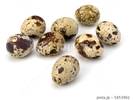 quail eggs 5853902