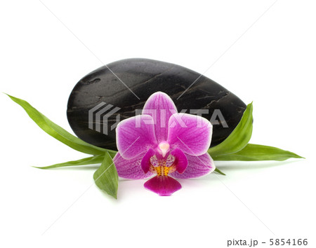 Spa and healthcare concept. Orchid and stones. 5854166