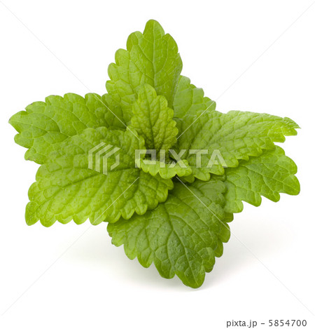 Peppermint or mint bunch Peppermint or mint bunch 5854700