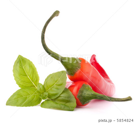 Hot red chili or chilli pepper and basil leaves still life 5854824