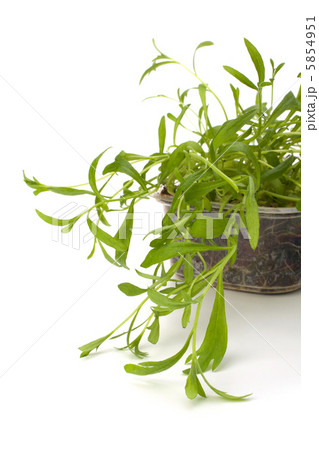 Tarragon spice Tarragon spice 5854951