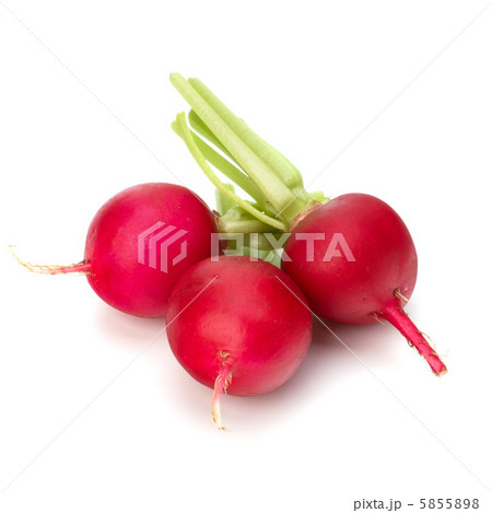 .Small garden radish . .Small garden radish . 5855898