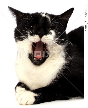 cat isolated on white background 5856999