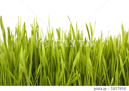 Grass silhouette 5857958