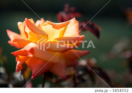 バラ「高雄」 バラ「高雄」 5858552