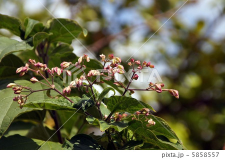 臭木の花 5858557