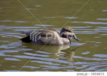 オカヨシガモ 5858672
