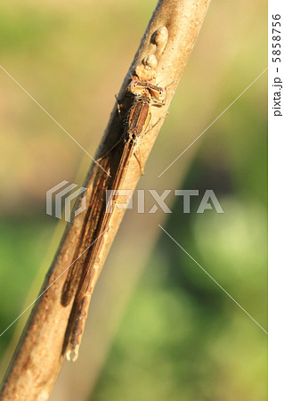 オツネントンボ 5858756