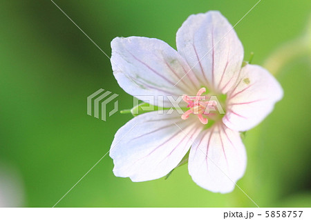 ゲンノショウコ 5858757