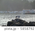 漁港のウミネコ夫婦 5858792