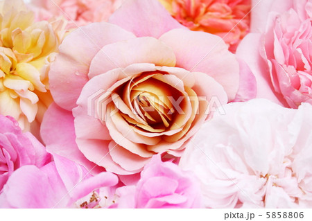 ニュアンスカラーの薔薇 5858806