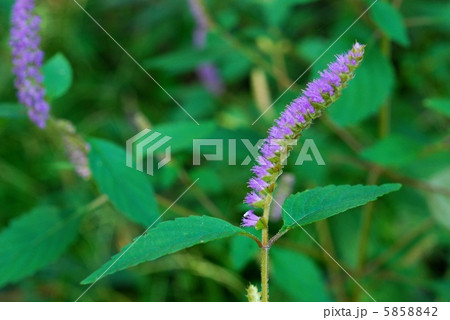 ナギナタコウジュ 5858842