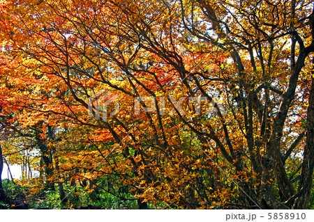 つつじの紅葉 5858910