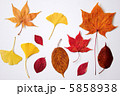 秋の葉っぱ 5858938