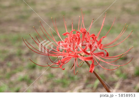 ヒガンバナ 5858953