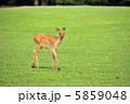 鹿 5859048