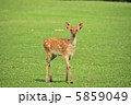 鹿 5859049