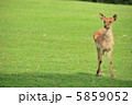 鹿 5859052