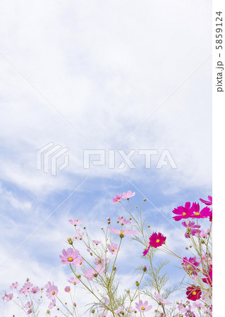 コスモスの花 コスモスの花 5859124