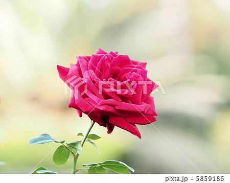 ブルグンド81 5859186