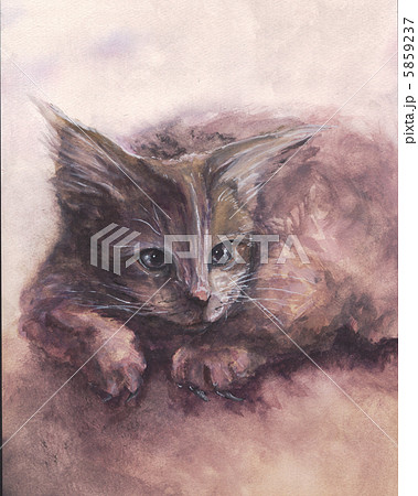 メインクーン 5859237