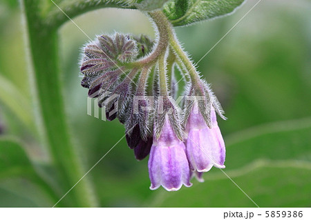 ヒレハリソウ（コンフリー）の花 5859386