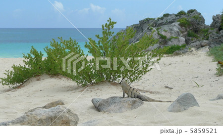 イグアナと海 5859521