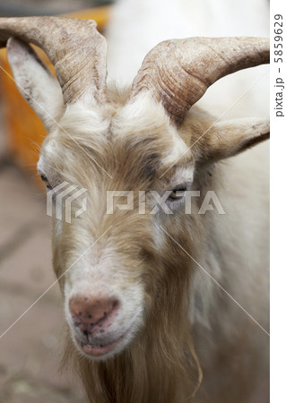 ヤクシマヤギ 5859629