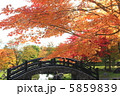 紅葉 5859839