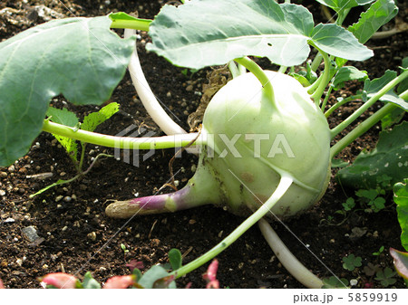 コールラビ コールラビ 5859919