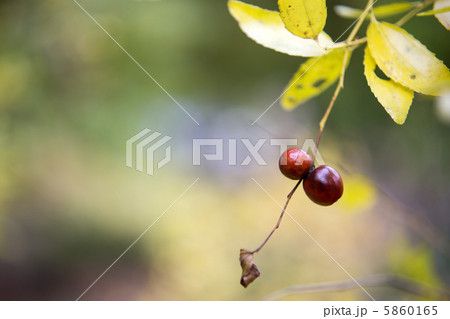 ナツメの実 5860165