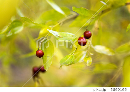 ナツメの実 ナツメの実 5860166