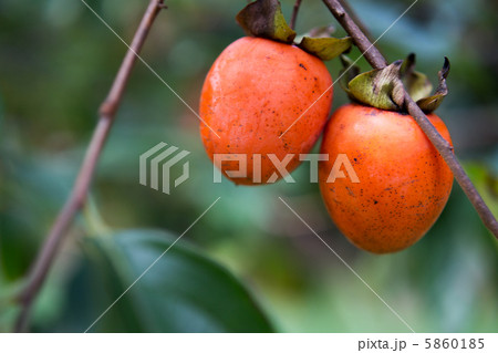 ヤマガキ 5860185