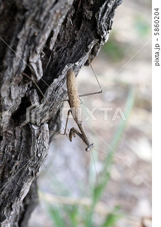 カマキリの擬態 5860204