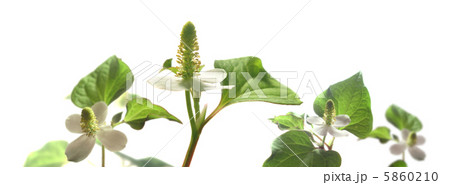 どくだみの花　複数　白背景　合成　ワイド画面 5860210