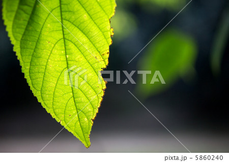 コウゾの葉 コウゾの葉 5860240