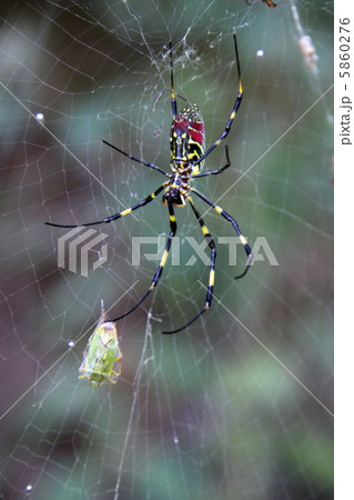 蜘蛛 5860276